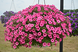 Supertunia Hot Pink Charm Petunia (Petunia 'USTUN2401M') at Lakeshore Garden Centres