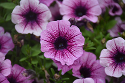 Supertunia Mulberry Charm Petunia (Petunia 'Supertunia Mulberry Charm') at Lakeshore Garden Centres