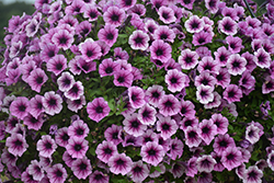 Supertunia Mulberry Charm Petunia (Petunia 'Supertunia Mulberry Charm') at Lakeshore Garden Centres