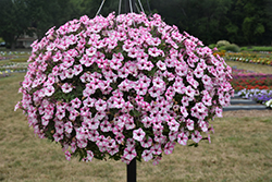 Supertunia Pink Star Charm Petunia (Petunia 'Supertunia Pink Star Charm') at Lakeshore Garden Centres