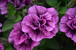 Veranda Compact Double Sugar Plum Petunia (Petunia 'Veranda Compact Double Sugar Plum') at Lakeshore Garden Centres