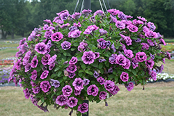 Veranda Compact Double Sugar Plum Petunia (Petunia 'Veranda Compact Double Sugar Plum') at Lakeshore Garden Centres