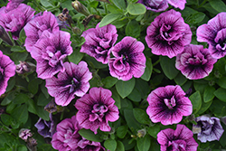 Veranda Compact Double Sugar Plum Petunia (Petunia 'Veranda Compact Double Sugar Plum') at Lakeshore Garden Centres