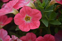 Sweetunia Strawberry Morning Petunia (Petunia 'Sweetunia Strawberry Morning') at Lakeshore Garden Centres