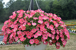 Sweetunia Strawberry Morning Petunia (Petunia 'Sweetunia Strawberry Morning') at Lakeshore Garden Centres