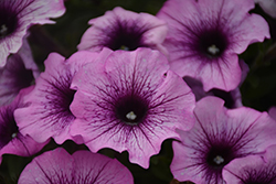 Sweetunia Purple Vein Petunia (Petunia 'Sweetunia Purple Vein') at Lakeshore Garden Centres