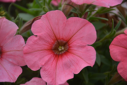 Sweetunia Bubblelou Petunia (Petunia 'Sweetunia Bubblelou') at Lakeshore Garden Centres