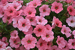 Sweetunia Bubblelou Petunia (Petunia 'Sweetunia Bubblelou') at Lakeshore Garden Centres