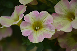 Fortunia Early Sunrise Petunia (Petunia 'Fortunia Early Sunrise') at Lakeshore Garden Centres