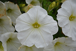 Capella White Petunia (Petunia 'Capella White') at Lakeshore Garden Centres