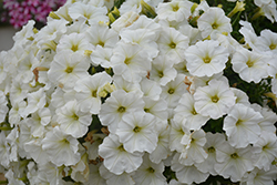Capella White Petunia (Petunia 'Capella White') at Lakeshore Garden Centres