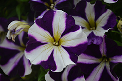 Amore Purple Petunia (Petunia 'Amore Purple') at A Very Successful Garden Center