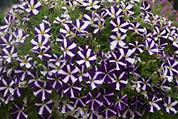 Amore Purple Petunia (Petunia 'Amore Purple') at A Very Successful Garden Center