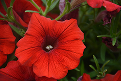 Tea Red Petunia (Petunia 'Tea Red') at Lakeshore Garden Centres