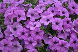 Tea Light Violet Petunia (Petunia 'Tea Light Violet') at Lakeshore Garden Centres