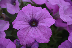 Tea Light Violet Petunia (Petunia 'Tea Light Violet') at Lakeshore Garden Centres