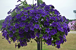 Tea Blue Petunia (Petunia 'Tea Blue') at Lakeshore Garden Centres