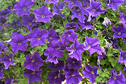 Tea Blue Petunia (Petunia 'Tea Blue') at Lakeshore Garden Centres