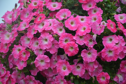 Tea Rose Morn Petunia (Petunia 'Tea Rose Morn') at Lakeshore Garden Centres
