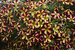 Amore Fiesta Petunia (Petunia 'Amore Fiesta') at Lakeshore Garden Centres