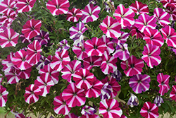 Amore Joy Petunia (Petunia 'Amore Joy') at Lakeshore Garden Centres