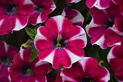 Cascadias Bicolor Cabernet Petunia (Petunia 'Cascadias Bicolor Cabernet') at Lakeshore Garden Centres