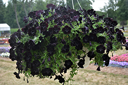 Sweetunia Black Satin Petunia (Petunia 'Sweetunia Black Satin') at Lakeshore Garden Centres