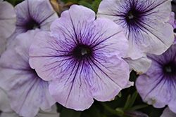Sweetunia Blueberry Ice Petunia (Petunia 'Sweetunia Blueberry Ice') at Lakeshore Garden Centres
