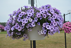 Sweetunia Lavender Shimmer Petunia (Petunia 'Sweetunia Lavender Shimmer') at Lakeshore Garden Centres
