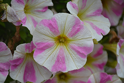 Sweetunia Light Pink Touch Petunia (Petunia 'Sweetunia Light Pink Touch') at Lakeshore Garden Centres