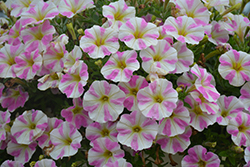 Sweetunia Light Pink Touch Petunia (Petunia 'Sweetunia Light Pink Touch') at Lakeshore Garden Centres