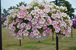 Sweetunia Light Pink Touch Petunia (Petunia 'Sweetunia Light Pink Touch') at Lakeshore Garden Centres