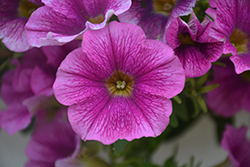 Sweetunia Raspberry Lemonade Petunia (Petunia 'Sweetunia Raspberry Lemonade') at Lakeshore Garden Centres