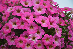 Sweetunia Rose Shimmer Petunia (Petunia 'Sweetunia Rose Shimmer') at Lakeshore Garden Centres