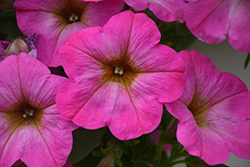 Sweetunia Rose Shimmer Petunia (Petunia 'Sweetunia Rose Shimmer') at Lakeshore Garden Centres