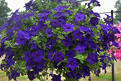 Veranda Dark Blue Petunia (Petunia 'Veranda Dark Blue') at Lakeshore Garden Centres