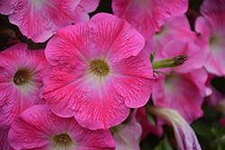 Veranda Rose Morn Petunia (Petunia 'Veranda Rose Morn') at Lakeshore Garden Centres