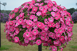 Veranda Rose Morn Petunia (Petunia 'Veranda Rose Morn') at Lakeshore Garden Centres