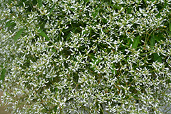Diamond Frost Euphorbia (Euphorbia 'INNEUPHDIA') at Golden Acre Home & Garden