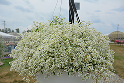Diamond Delight Euphorbia (Euphorbia 'INEUPDIDIAZ') at Lakeshore Garden Centres