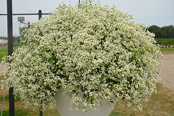 Stardust Super Flash Euphorbia (Euphorbia 'Stardust Super Flash') at Lakeshore Garden Centres