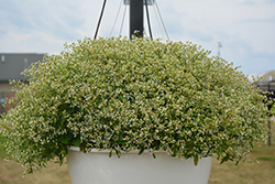 Graceful Spurge (Euphorbia hypericifolia) at Lakeshore Garden Centres