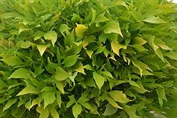 Sidekick Lacey Lime Potato Vine (Ipomoea batatas 'Sidekick Lacey Lime') at Lakeshore Garden Centres