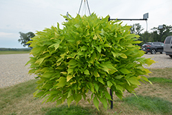 Sidekick Lacey Lime Potato Vine (Ipomoea batatas 'Sidekick Lacey Lime') at Lakeshore Garden Centres