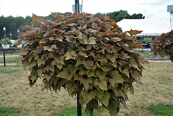 Sidekick Heart Bronze Sweet Potato Vine (Ipomoea batatas 'Sidekick Heart Bronze') at Lakeshore Garden Centres