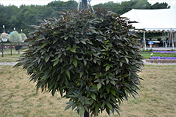 Sidekick Black Sweet Potato Vine (Ipomoea batatas 'Sidekick Black') at Lakeshore Garden Centres