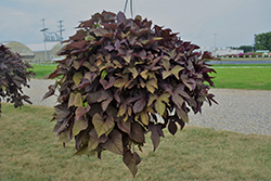 Sweet Caroline Sweetheart Red Sweet Potato Vine (Ipomoea batatas 'Sweet Caroline Sweetheart Red') at Lakeshore Garden Centres