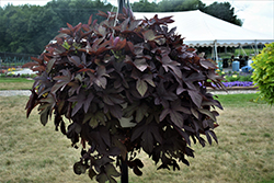 Sweet Caroline Red Sweet Potato Vine (Ipomoea batatas 'Sweet Caroline Red') at Lakeshore Garden Centres