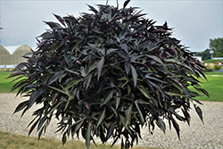 Illusion Midnight Lace Sweet Potato Vine (Ipomoea batatas 'Illusion Midnight Lace') at Lakeshore Garden Centres