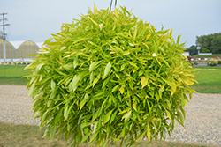 Illusion Emerald Lace Sweet Potato Vine (Ipomoea batatas 'Illusion Emerald Lace') at Lakeshore Garden Centres
